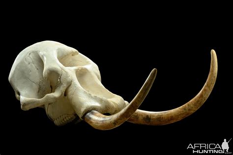 african elephant skull replica replica elephant skull nature-watchnature-watch|Animal Skull Replicas .